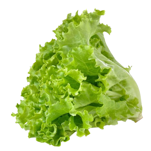 Fresh Lettuce Green हरा सलाद पत्ता