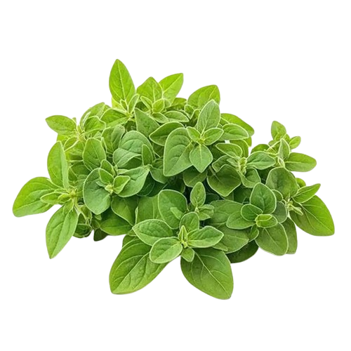 Fresh oregano Fresh ताज़ा अजवायन के पत्ते